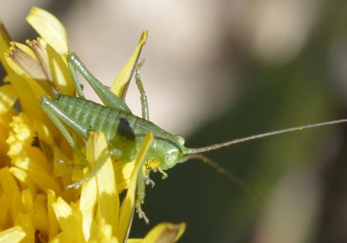 Tettigonia sp.